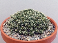 Maihueniopsis subterranea ssp. pulcherrima